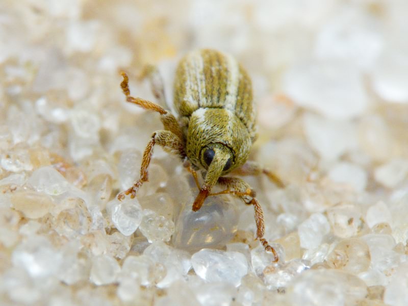 Tychius tridentinus Penecke, 1922